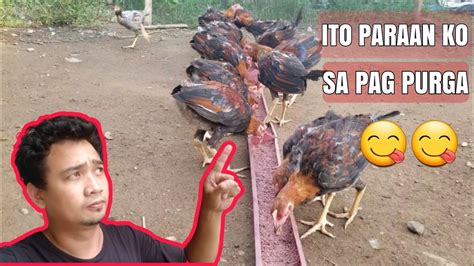 pagpupurga sa 3 month old na manok|ITO PARAAN KO SA PAG PURGA/Deworming of 3 months old .